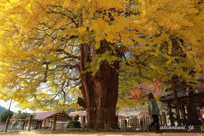 筒賀の大銀杏（2019年11月13日）-5