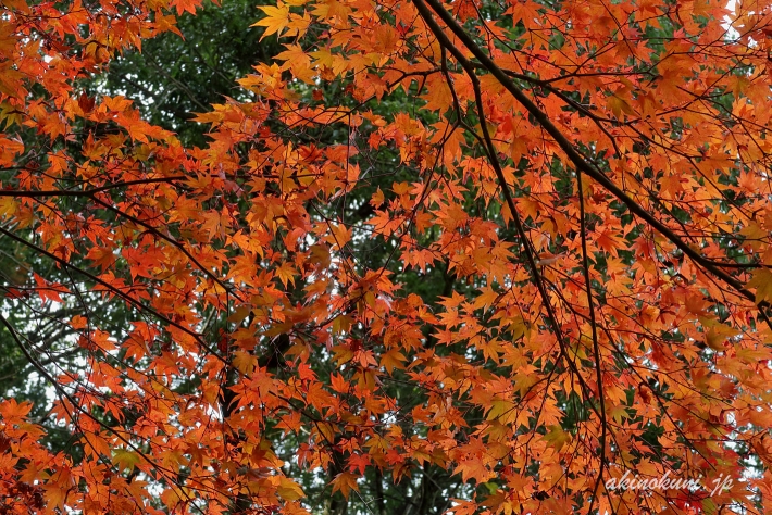 高林坊（2019年11月10日撮影）-4