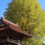 西教寺の大銀杏（2019年11月2日）