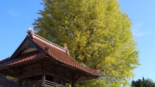 西教寺の大銀杏（2019年11月2日）