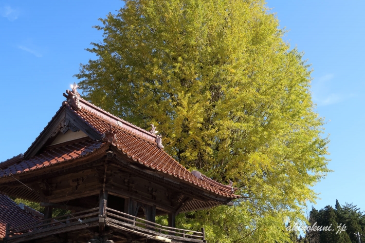 西教寺の大銀杏（2019年11月2日）