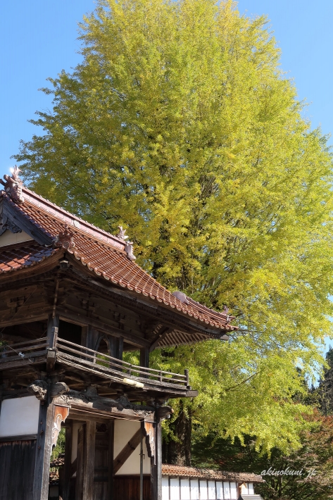 西教寺の大銀杏（2019年11月2日） 縦