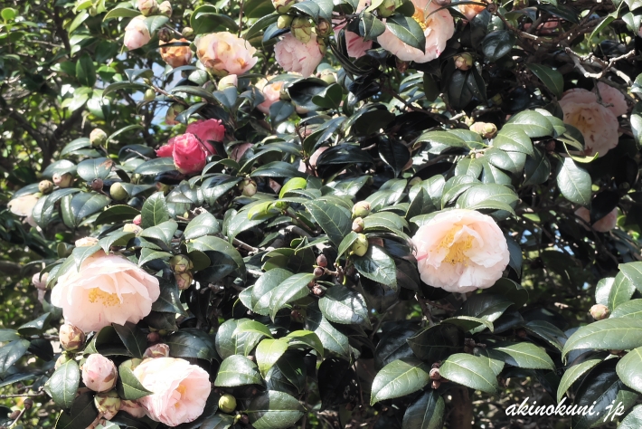 広島椿 1本の木から異なる色の花