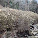 安芸高田市向原坂寺山 虫居谷のミツマタ 2020年