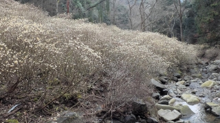 安芸高田市向原坂寺山 虫居谷のミツマタ 2020年