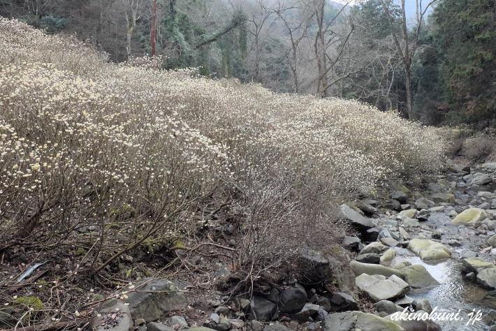 安芸高田市向原坂寺山 虫居谷のミツマタ 2020年