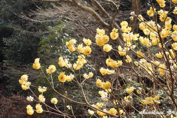 かわいいミツマタの花