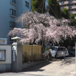 持明院の枝垂れ桜（広島市東区戸坂）