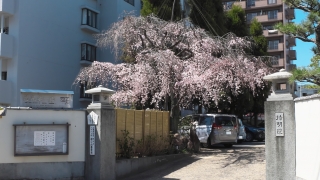 持明院の枝垂れ桜（広島市東区戸坂）