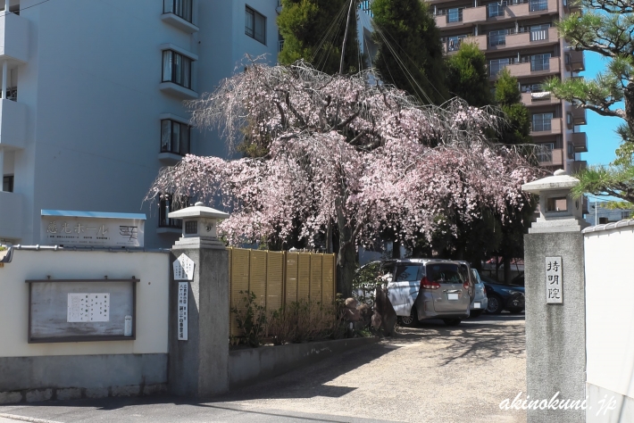持明院の枝垂れ桜(広島市東区戸坂)