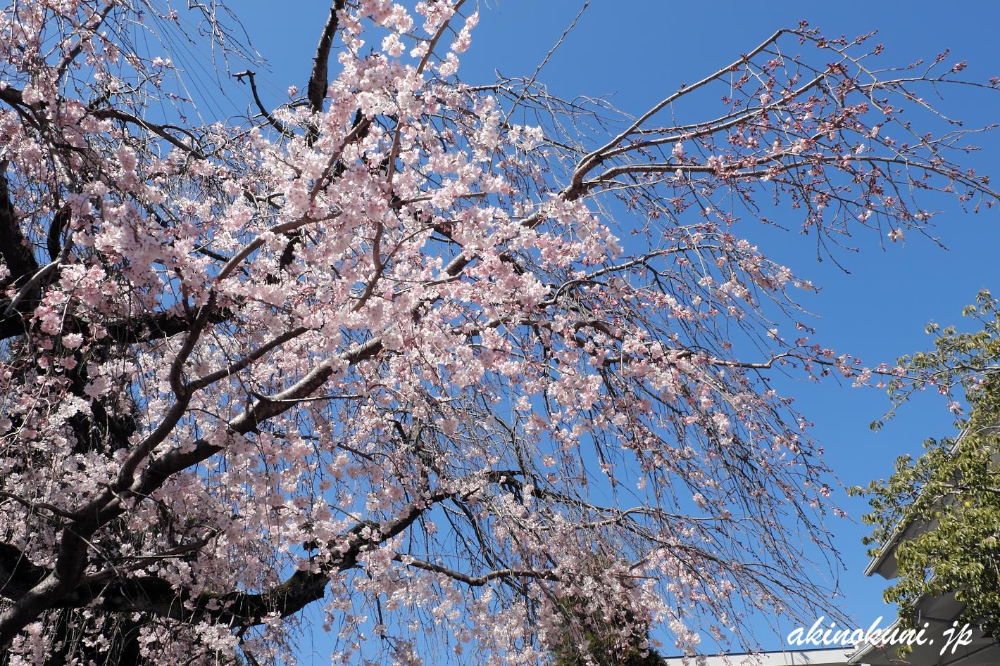 広島市東区 戸坂千足 持明院の枝垂れ桜