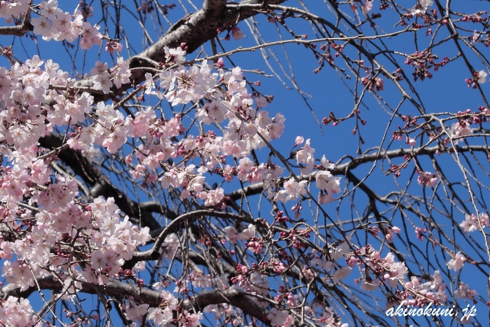持明院(広島市東区戸坂)の枝垂れ桜 寄ってみます