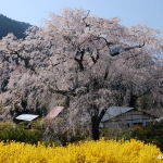 湯の山温泉の枝垂れ桜 2020年