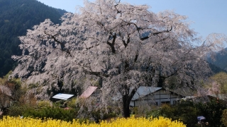 湯の山温泉の枝垂れ桜 2020年