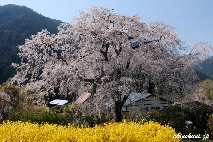 湯の山温泉の枝垂れ桜 2020年
