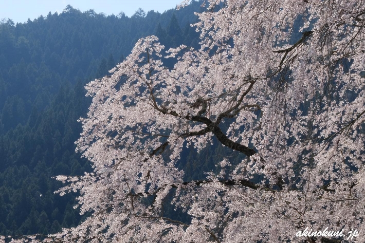 湯の山温泉の枝垂れ桜 少し寄ってみて