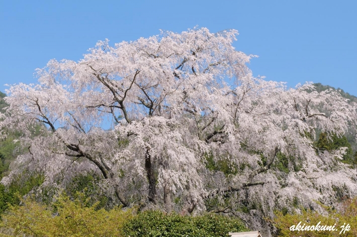 湯の山温泉の枝垂れ桜 道側から