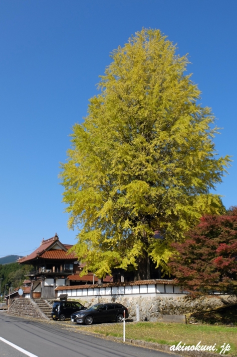 西教寺の大銀杏 2020年10月31日 アテンザワゴンさんも