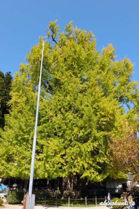 10月31日の筒賀の大銀杏