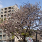 光が丘山根公園の冬桜