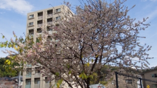 光が丘山根公園の冬桜