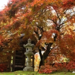 教龍寺の紅葉 樹齢300年の紅葉