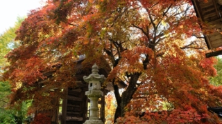 教龍寺の紅葉 樹齢300年の紅葉