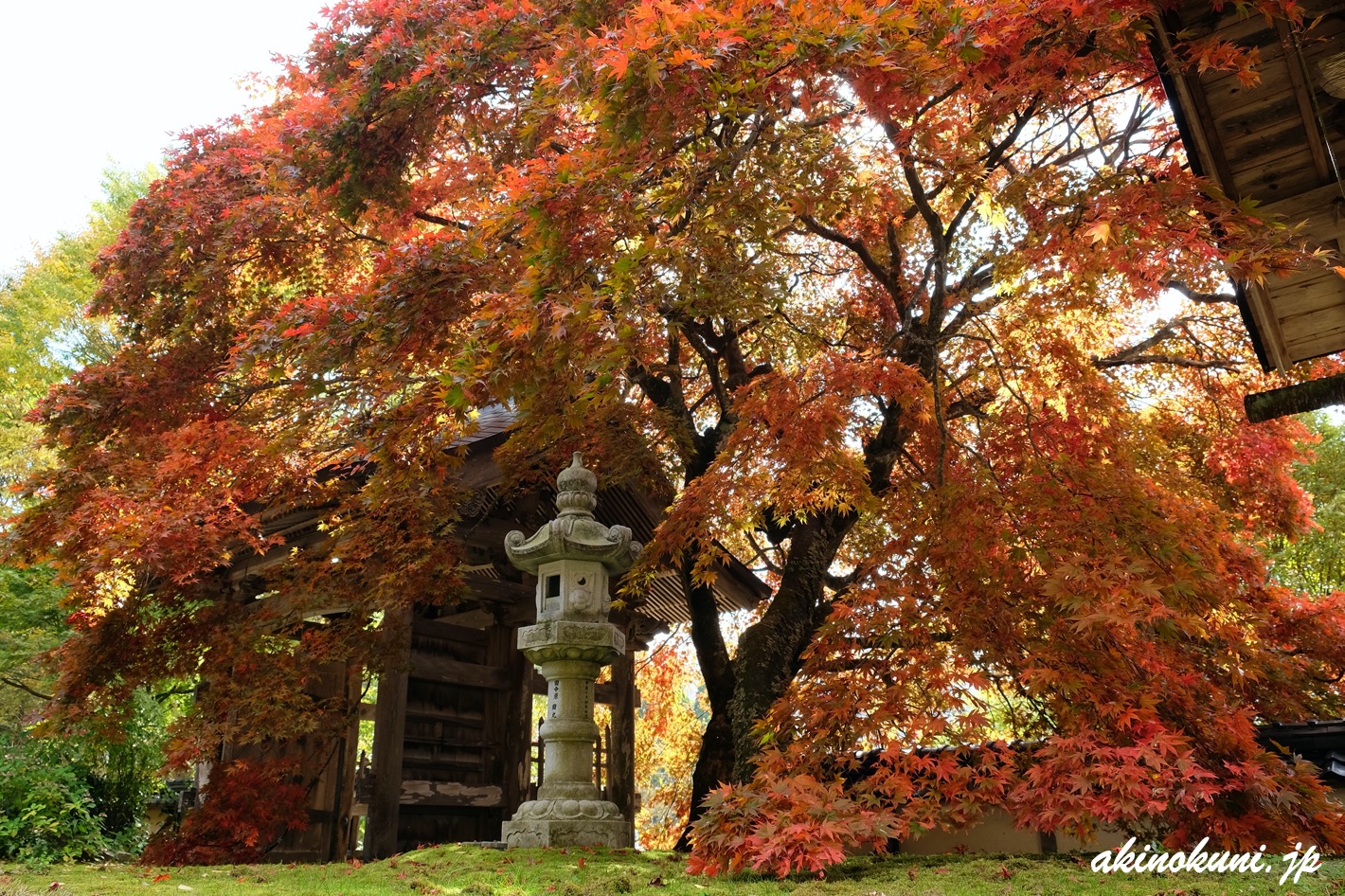 教龍寺の紅葉 樹齢300年の紅葉