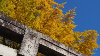 客人神社 鳥居と銀杏