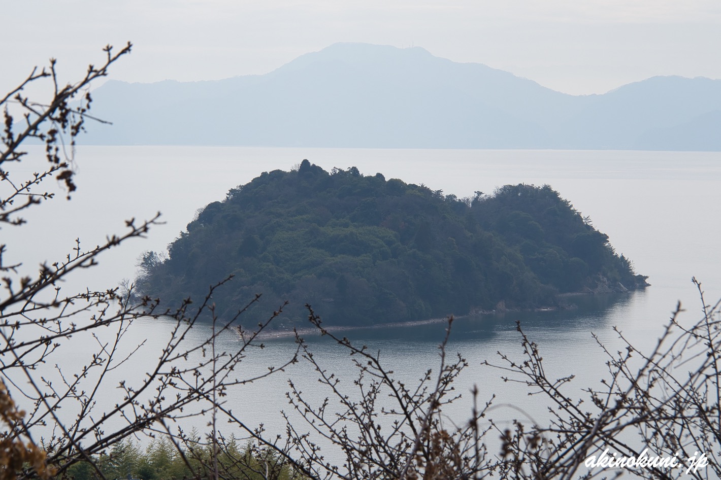 ハート島と河津桜