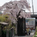 戸坂 芸備線陸橋そばの桜