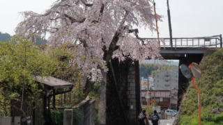 戸坂 芸備線陸橋そばの桜