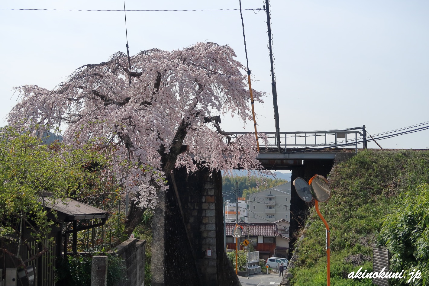 戸坂 芸備線陸橋そばの桜