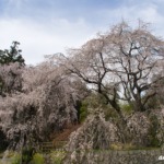 神原のしだれ桜 2021年3月27日