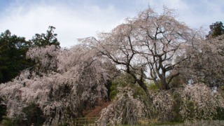 神原のしだれ桜 2021年3月27日