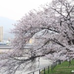 桜と広電電車