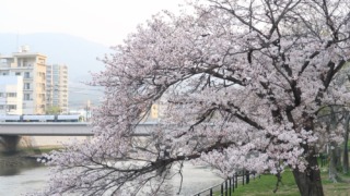 桜と広電電車