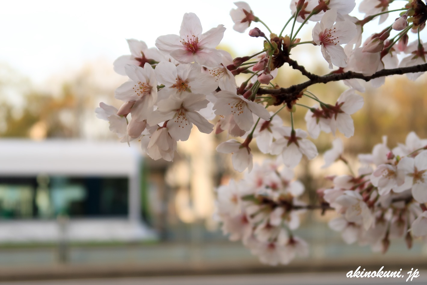 桜アップで広電電車 2021年