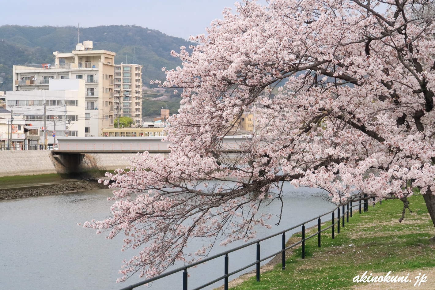 天満川の桜と広電電車 2021年