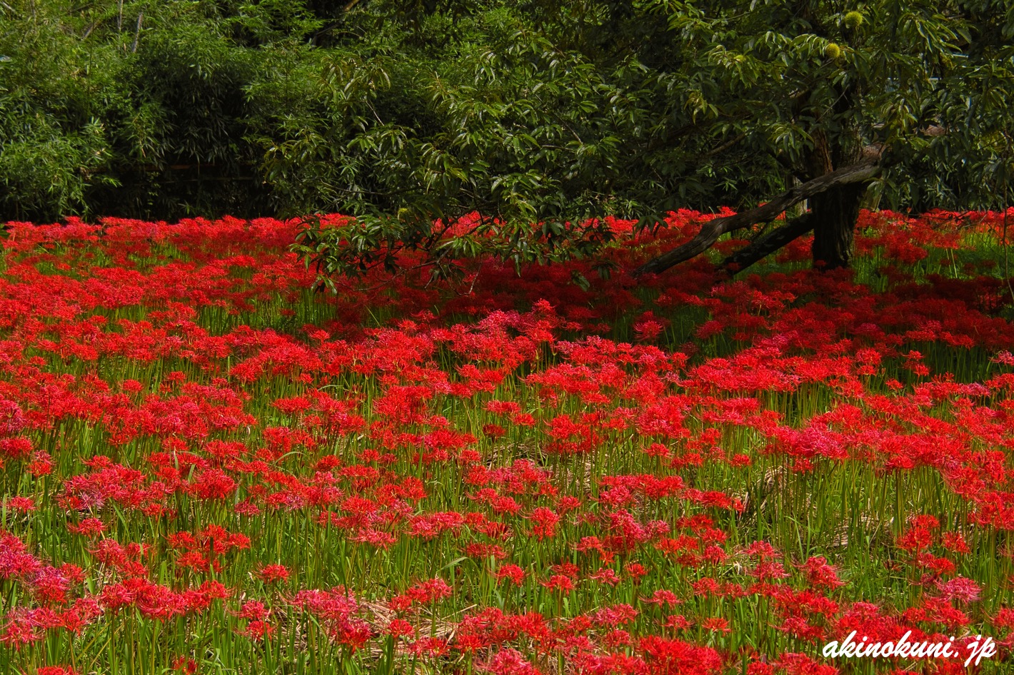 吉舎町辻地区の彼岸花 21年 広島県三次市 安芸の国から