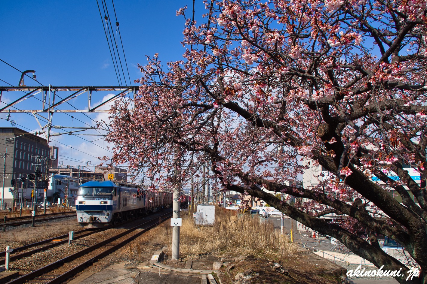 海田市駅 貨物列車と寒緋桜