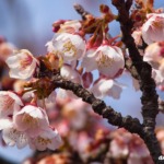 海田市駅の寒緋桜 2022年