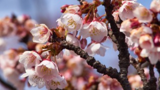 海田市駅の寒緋桜 2022年