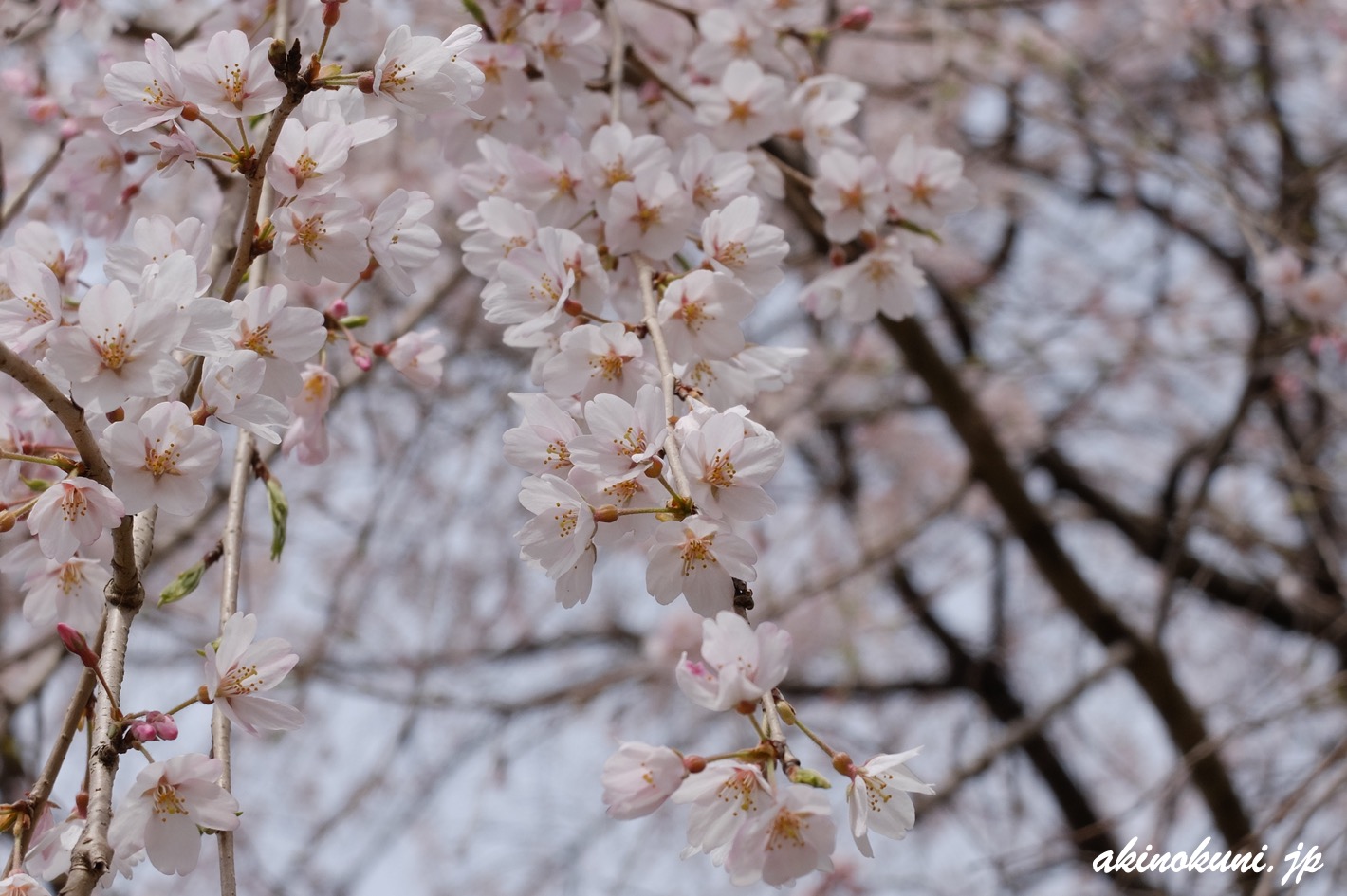 神原のしだれ桜 2022年4月2日