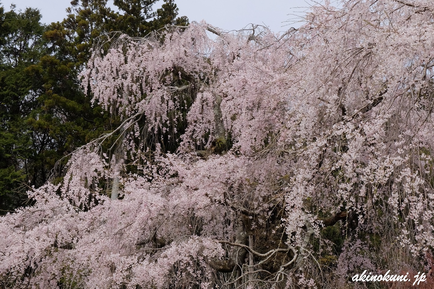 神原のしだれ桜 2022年4月2日