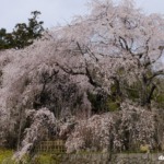 神原のしだれ桜 2022年4月2日