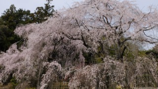 神原のしだれ桜 2022年4月2日