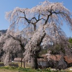 中原のしだれ桜 2022年4月9日