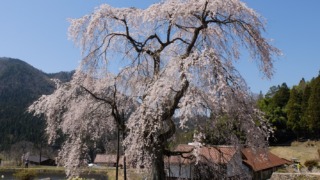 中原のしだれ桜 2022年4月9日