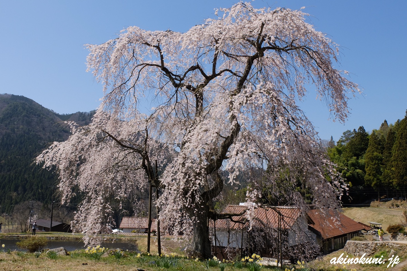 中原のしだれ桜 22年 広島県北広島町 安芸の国から